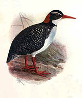 Tahitian Red-billed Rail