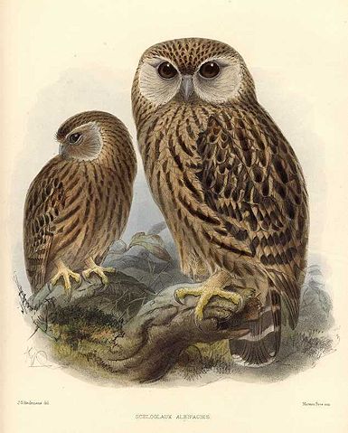 Image:Keulemans Laughing Owl.jpg