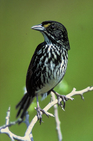 Image:Dusky Seaside Sparrow.jpg