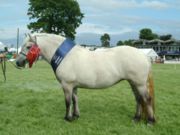 A Highland Pony, demonstrating the pony characteristics of sturdy bone, thick mane and tail, small head, and small overall size