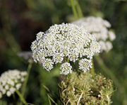 Carrot flowers