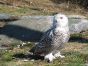 Typical female, Korkeasaari (Finland)