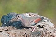 The Common Ground Dove is the smallest species in the family