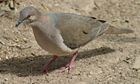 White-tipped Dove (Leptotila verreauxi)