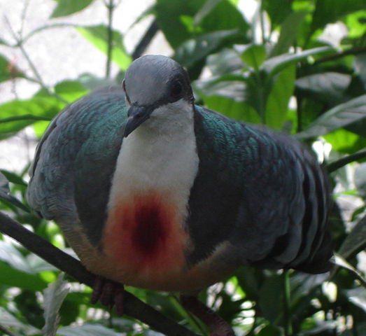 Image:Bleeding Heart Pigeon.JPG