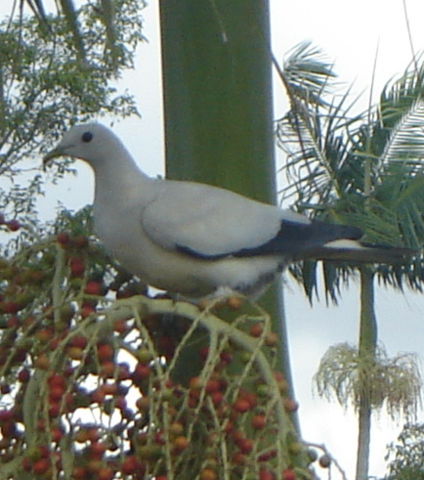 Image:Pied Imperial Pigeon.jpg