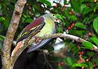 Thick-billed Green Pigeon