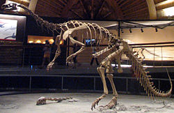 Plateosaurus at the Museo del Jur�sico de Asturias.