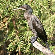 Non-breeding at  Bharatpur, Rajasthan, India.