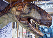 Eustreptospondylus head in the Oxford University Museum of Natural History.