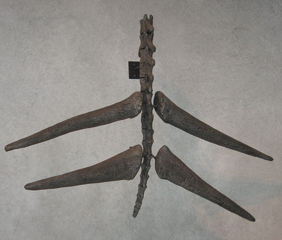 Image:Thagomizer 01.jpg