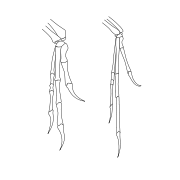 The similarity of the forelimbs of Deinonychus (left) and Archaeopteryx (right) led John Ostrom to revive the link between dinosaurs and birds.