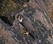 Adult of subspecies pealei or tundrius, Alaska