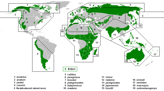 Image:PeregrineSubspeciesMap.png