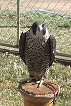 A captive bird of the subspecies pealei