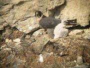 Bird at nest, France