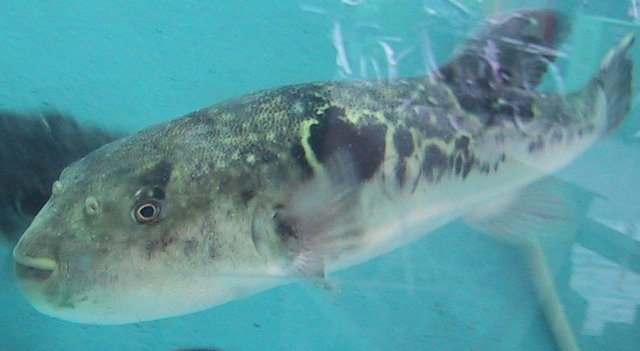 Image:Fugu in Tank.jpg