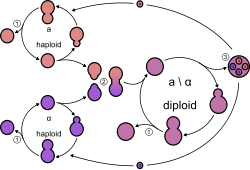 The yeast life cycle. 1. Budding 2. Conjugation 3. Spore