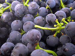 Grapes covered in yeast growth observable as a white film, also known as the "blush".