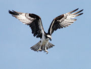 In flight