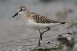 Semipalmated Sandpiper (Calidris pusilla)