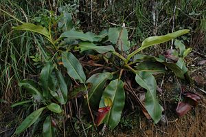 Mature plants with both lower and upper pitchers