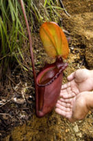 Terrestrial pitcher