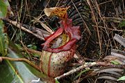 Nepenthes � alisaputrana