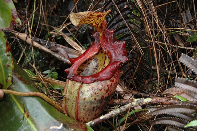 Image:Kinabalu N.� alisaputrana 10.jpg