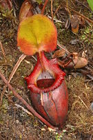 Nepenthes � kinabaluensis