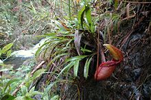 N. rajah growing near a small waterfall