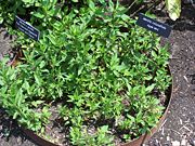 Mentha x gracilis and M. rotundifolia.  The steel ring is to control the spread of the plant.