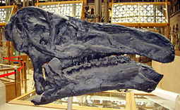 Iguanodon skull from Oxford University Museum of Natural History