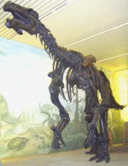 Mounted Iguanodon skeleton, �berseemuseum, Bremen.