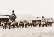 Bullock team hauling wood in Australia