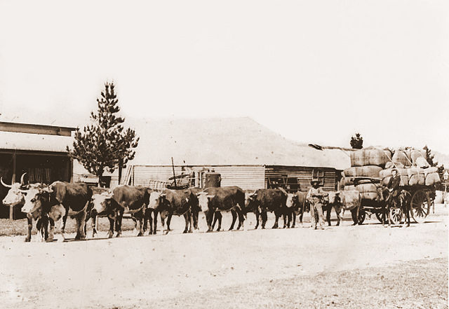 Image:Bullock team.jpg