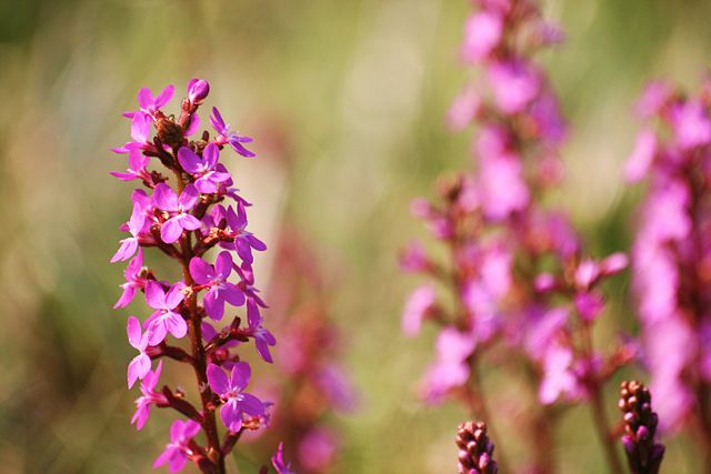 Image:Stylidium graminifolium flower spike.jpg