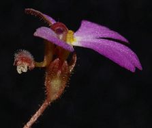 Stylidium turbinatum flower, showing the reproductive column.