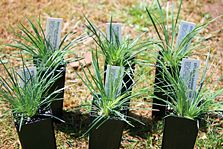 Stylidium graminifolium is available in cultivation with two cultivars: 'Tiny Trina' and 'Little Sapphire'.