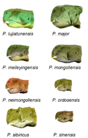 Life reconstructions of eight species of Psittacosaurus, drawn to scale.