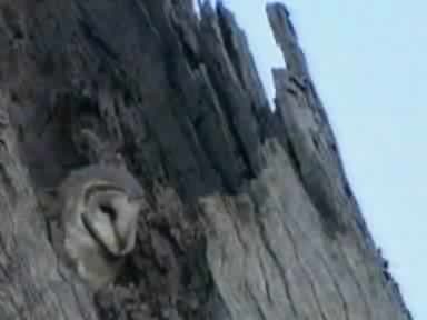 Image:Barn Owl rushck.ogg