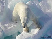 Polar bears depend on sea ice as a platform for hunting seals. Large feet and short, stocky claws are adaptations to this environment.