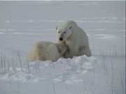 A female nursing a two-year-old cub