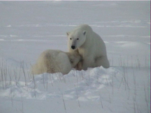 Image:Nursing Ursus maritimus.jpg