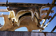 Skins of hunted polar bears in Ittoqqortoormiit,  Greenland