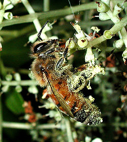 Honey bee with pollen adhering