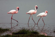 Lesser Flamingos in the Ngorongoro Crater, Tanzania