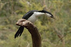 Little Pied CormorantPhalacrocorax melanoleucos