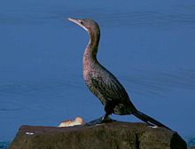 Little Cormorant, Phalacrocorax niger