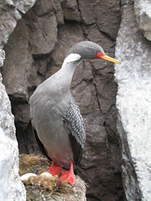 The peculiar Red-footed Shag (Phalacrocorax gaimardi)